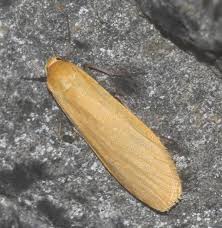 Attēlu rezultāti vaicājumam “Eilema sororcula”