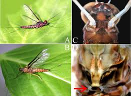 Attēlu rezultāti vaicājumam “Bitoma crenata imago”
