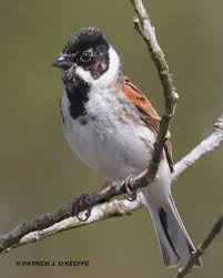 Attēlu rezultāti vaicājumam “Emberiza schoeniclus male”