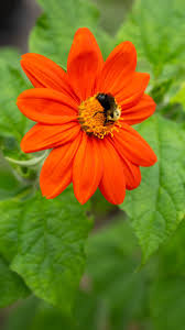 Image result for Tithonia rotundifolia