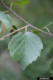 Attēlu rezultāti vaicājumam “Betula pubescens”