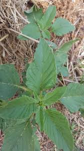 Attēlu rezultāti vaicājumam “Amaranthus retroflexus leaf”