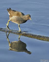 Attēlu rezultāti vaicājumam “Gallinula chloropus juvenile”