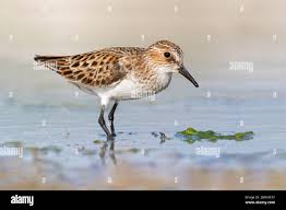 Attēlu rezultāti vaicājumam “Calidris minuta”