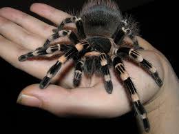 Znalezione obrazy dla zapytania geniculata