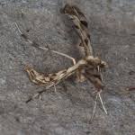 Attēlu rezultāti vaicājumam “Platyptilia gonodactyla”