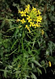 Attēlu rezultāti vaicājumam “Erysimum cheiranthoides leaf”