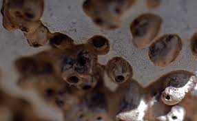 Attēlu rezultāti vaicājumam “Agathomyia wankowiczii”