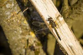Attēlu rezultāti vaicājumam “Leucorrhinia rubicunda”