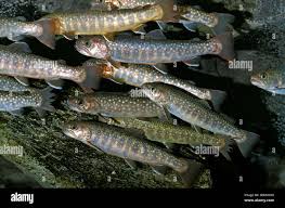 Image result for Salvelinus youngeri