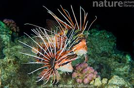 Image result for Pterois radiata