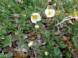 Attēlu rezultāti vaicājumam “Sesleria caerulea flower”