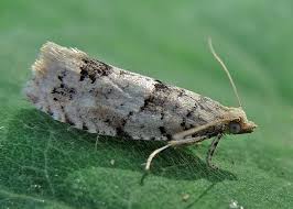 Attēlu rezultāti vaicājumam “Epinotia bilunana”