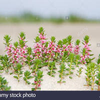 Attēlu rezultāti vaicājumam “Glaux maritima leaf”
