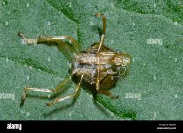 Attēlu rezultāti vaicājumam “exuvia”