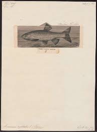 Image result for Squalius cephalus cavedanus