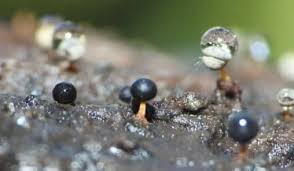 Attēlu rezultāti vaicājumam “Physarum psittacinum young”