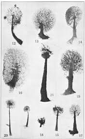 Attēlu rezultāti vaicājumam “Lamproderma arcyrioides stalked”