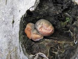 Attēlu rezultāti vaicājumam “Lycogala cf. fossiculatum young”