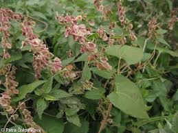 Attēlu rezultāti vaicājumam “Fallopia dumetorum”