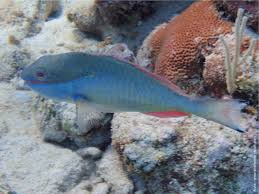 Image result for Sparisoma aurofrenatum