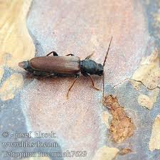 Attēlu rezultāti vaicājumam “Tetropium fuscum”