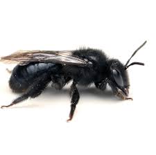 Attēlu rezultāti vaicājumam “Andrena”