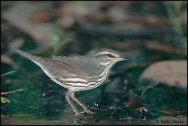 Image result for Seiurus noveboracensis