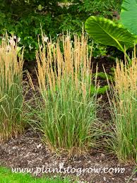 Attēlu rezultāti vaicājumam “Calamagrostis arundinacea leaf”