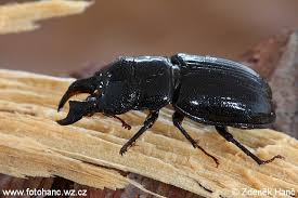 Attēlu rezultāti vaicājumam “Ceruchus chrysomelinus”