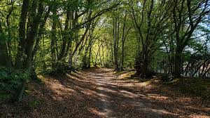 Image result for Runnymede Ramblers