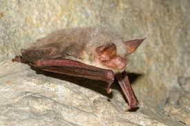Attēlu rezultāti vaicājumam “Myotis sp.”