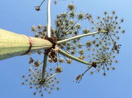 Attēlu rezultāti vaicājumam “Heracleum sosnowskyi”
