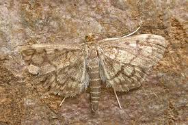 Attēlu rezultāti vaicājumam “Anania stachydalis”