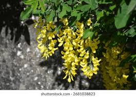 Attēlu rezultāti vaicājumam “Laburnum alpinum”