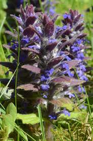 Attēlu rezultāti vaicājumam “Ajuga pyramidalis”