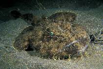 Image result for Lophius americanus
