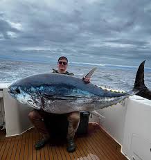 Image result for giant tuna