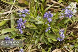 Attēlu rezultāti vaicājumam “Polygala amarella”