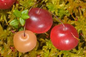 Attēlu rezultāti vaicājumam “Oxycoccus palustris”