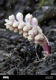 Attēlu rezultāti vaicājumam “Lathraea squamaria”