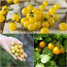 Afbeeldingsresultaat voor broad ripple yellow currant tomato