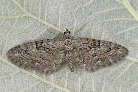 Attēlu rezultāti vaicājumam “Eupithecia pusillata”