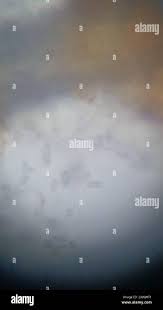 Attēlu rezultāti vaicājumam “Polycephalomyces tomentosus”