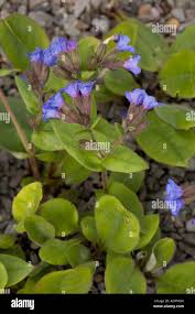 Attēlu rezultāti vaicājumam “Pulmonaria angustifolia”