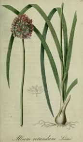 Attēlu rezultāti vaicājumam “Allium scorodoprasum leaf”