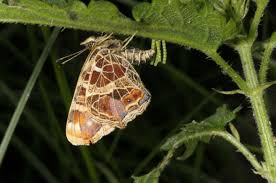 Attēlu rezultāti vaicājumam “Araschnia levana larva”