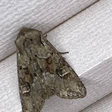 Attēlu rezultāti vaicājumam “Apamea sordens”