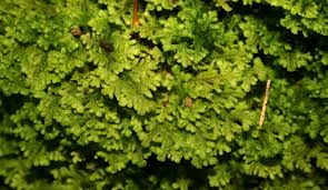 Attēlu rezultāti vaicājumam “Trichocolea tomentella”