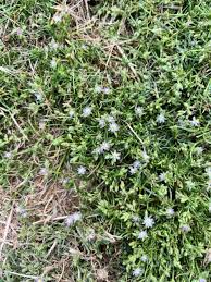 Attēlu rezultāti vaicājumam “Spergularia rubra”